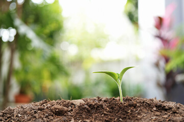 Small growing plant with morning light