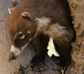 Coatimundi in a Tree 