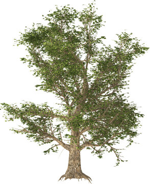 american sycamore tree hq isolated plant