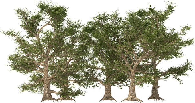 american sycamore trees hq isolated plants