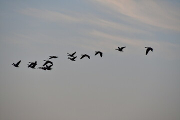 Flock of Geese