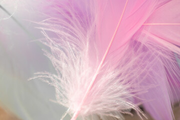 feather wallpaper in pastel colors.Delicate Pink Feather.Pink, purple and blue feathers light...