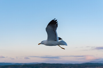 Beautiful photo of the sea waves - Bird flying