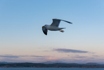 Beautiful photo of the sea waves - Bird flying