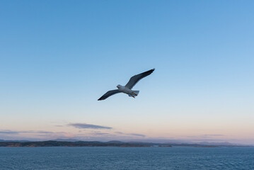 Beautiful photo of the sea waves - Bird flying