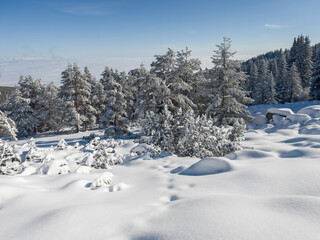 Obraz premium Winter landscape of Vitosha Mountain, Bulgaria