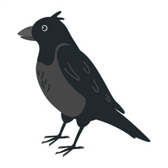 Black bird with distinct features standing gracefully in a simple pose