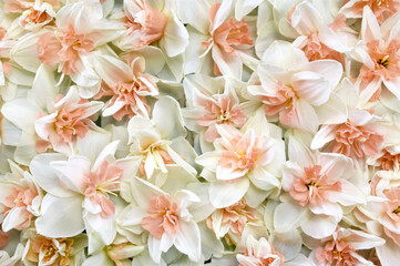 Springtime blooming yellow, white and apricot color daffodils, spring blossoming narcissus (jonquil) flowers bouquet background, selective focus, shallow focus