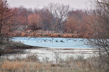 Geese on a Lake