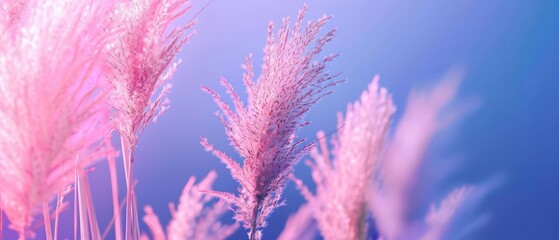 Pampas grass blue on a purple background. Softness. background. For the site, blank, banner.