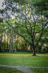 trees in the park