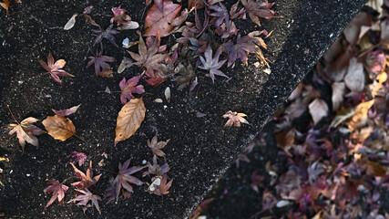 階段に落ちた落ち葉