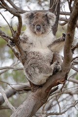 koala, iconic native Australian marsupial, awake, eucalyptus gum tree, Kangaroo Island, Australia, travel tourism tourist