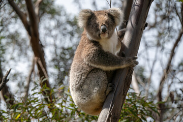 koala, iconic native Australian marsupial, awake, eucalyptus gum tree, Kangaroo Island, Australia, travel tourism tourist