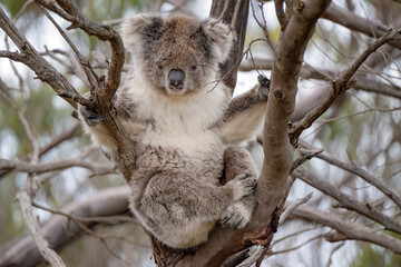koala, iconic native Australian marsupial, awake, eucalyptus gum tree, Kangaroo Island, Australia, travel tourism tourist