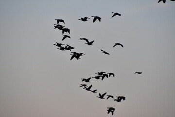 Flock of Geese