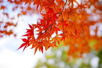 日本の紅葉シーズンはもみじが赤く染まる