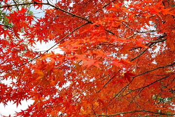 日本の紅葉シーズンはもみじが赤く染まる