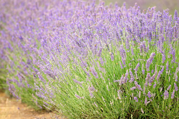 Lavender lavandula, purple flowers plants on farm, outdoor summer sun, bees nature, oil scent perfume