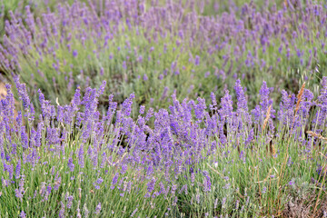 Naklejka premium Lavender lavandula, purple flowers plants on farm, outdoor summer sun, bees nature, oil scent perfume