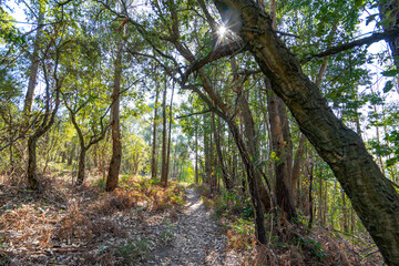 Narrow sand path between trees in a forest