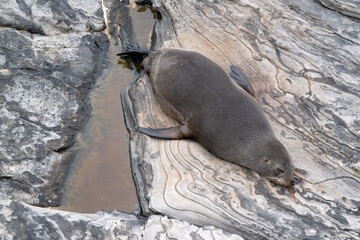 long-nosed fur seal, Arctocephalus forsteri, Admirals Arch, Kangaroo Island Australia