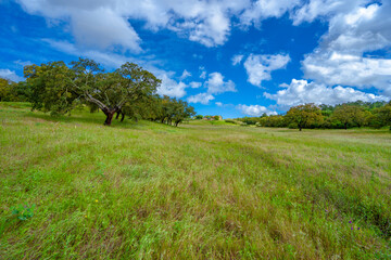 Obraz premium Green field and blue sky with strong colors