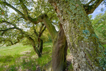 Tree trunks in perspective from right to left