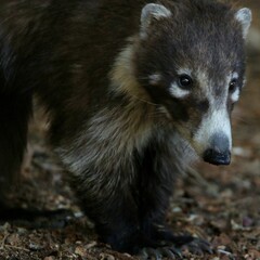 Coatimundi Searching for Food