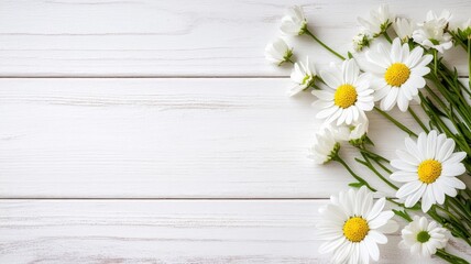 Fototapeta premium White daisies on light wooden surface with copy space