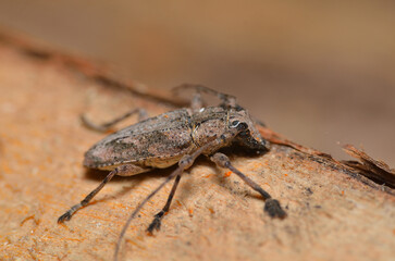 small and beautiful longhorn beetle