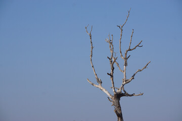 Native trees in Asia trying to survive in an agriculture based area