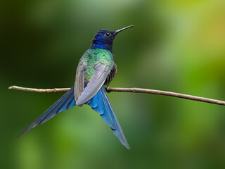 Fototapeta premium Swallow tailed hummingbird on branch against green background