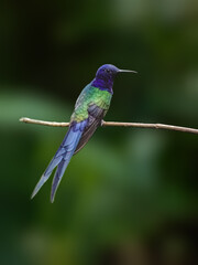 Swallow tailed hummingbird on branch against green background