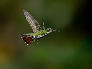 Black-throated Mango Hummingbird in flight on green background