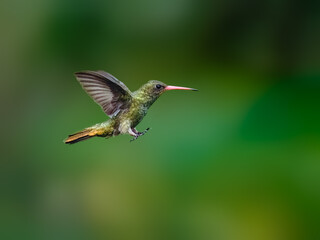Gilded Hummingbird in flight on green background