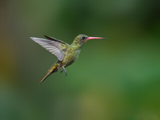 Gilded Hummingbird in flight on green background
