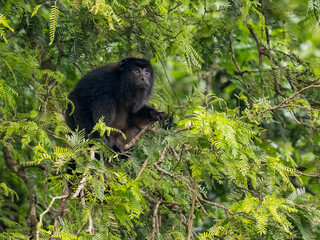 Male Howler Monkey in tree among leaves