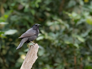 Chopi Blackbird on broken dead tree trunk