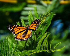 Fototapeta premium Monarch butterfly on a tree 