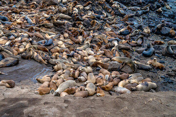 Large colony of sea lions resting on 
Sister City Park, Monterey