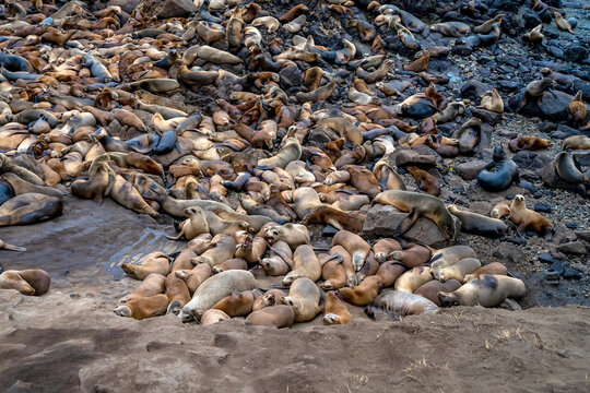 Large colony of sea lions resting on 
Sister City Park, Monterey