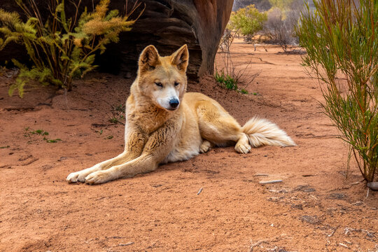 Australian wild Dingo Dog 