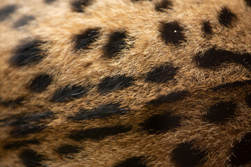 Close up of leopard fur, animal skin texture background
