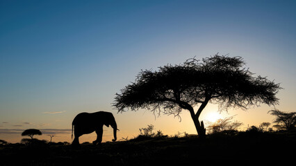 Elephant Silhouette with African Tree at Sunset