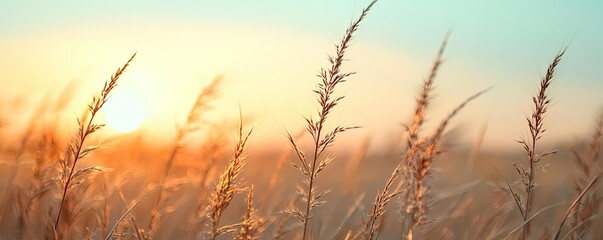Obraz premium Serene nature concept. Golden grass swaying gently in the breeze at sunset, capturing tranquil nature's beauty.