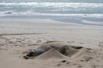 Elefante marino en la playa de Pinamar.