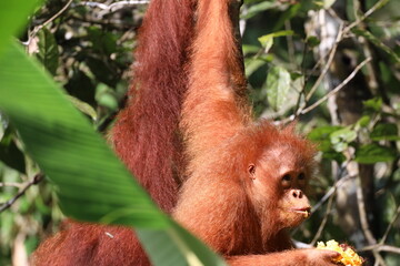 close-up juvenile female orangutan (orang-utan) holding a piece of fruit for breakfast in early morning sunlight (sunrise) in dense Borneo rain forest (rainforest)