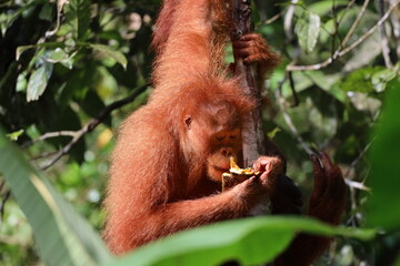 close-up juvenile female orangutan (orang-utan) holding a piece of fruit for breakfast in early morning sunlight (sunrise) in dense Borneo rain forest (rainforest)