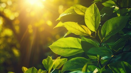 Fresh green leaves bathed in sunlight, a symbol of rejuvenation and growth